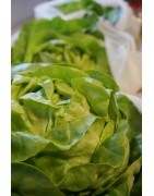 Légumes